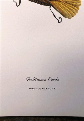 Art & Collectibles > Prints > Lithographs - Richard Sloan, Baltimore Oriole, Signed Print, 28x22, Wade Collection, Plate 1...
