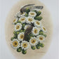 Art & Collectibles > Prints > Lithographs - Richard Sloan, Cactus Wren, Signed Print, 28x22, Wade Collection, Plate 26 by...