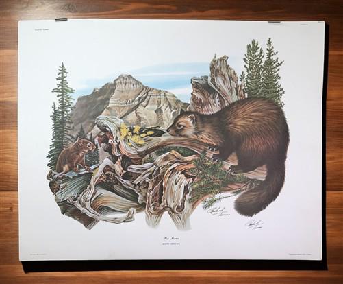 Art & Collectibles > Prints > Lithographs - Richard Timm, Pine Marten, Signed Print, 28x22 Wade Collection, Plate 39 by Th...