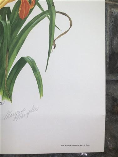 Art & Collectibles > Prints > Lithographs - Maryrose Wampler, Lilies & Trumpet Vine, Signed Print, 28x22 Wall Art, Plate 2...