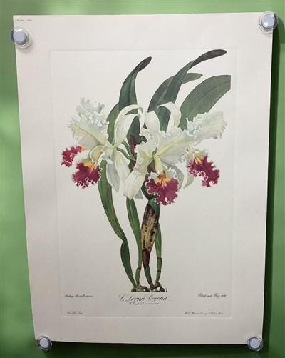 10 Andrey Avinoff Pinx Orchid Art Prints, 23x17 Floral Lithograph 10 Andrey Avinoff Pinx Orchid Art Prints, 23x17 Floral Lithograph