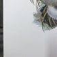 Art & Collectibles > Prints > Lithographs - Richard Timm, Longtail Weasel, Signed Print, 28x22 Wade Collection, Plate 37 b...