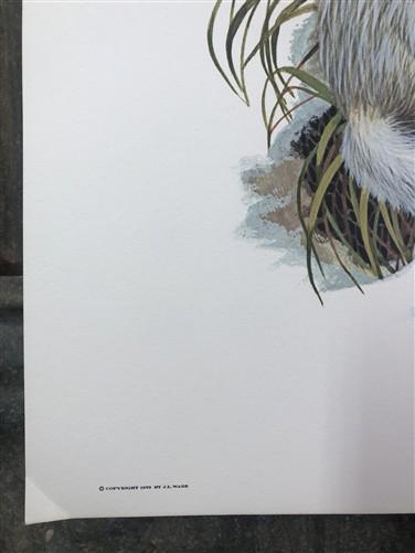 Art & Collectibles > Prints > Lithographs - Richard Timm, Longtail Weasel, Signed Print, 28x22 Wade Collection, Plate 37 b...