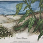 Art & Collectibles > Prints > Lithographs - Maryrose Wampler, Dune Flowers, Signed Print, 28x22 Wall Art, Plate 20 by The...