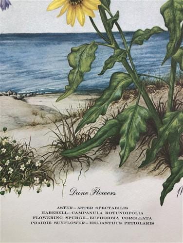 Art & Collectibles > Prints > Lithographs - Maryrose Wampler, Dune Flowers, Signed Print, 28x22 Wall Art, Plate 20 by The...