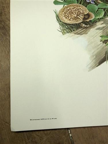 Art & Collectibles > Prints > Lithographs - Richard Timm, Racoon, Signed Prints, 28x22 Wade Collection, Plate 2 by The Old...