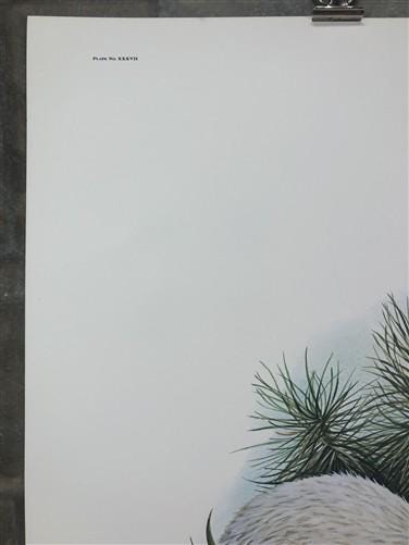 Art & Collectibles > Prints > Lithographs - Richard Timm, Longtail Weasel, Signed Print, 28x22 Wade Collection, Plate 37 b...