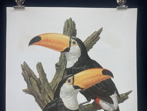 Art & Collectibles > Prints - Axel Amuchastegui, Toco Toucan, 20.75x14 South American Bird Art Print I by The Old Grainery...