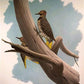 Art & Collectibles > Prints > Lithographs - Richard Sloan, Yellow Flicker, Signed Print, 28x22, Wade Collection, Plate 18...