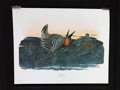 Art & Collectibles > Prints > Lithographs - Richard Sloan, Prairie Chicken, Signed Print, 11x14, Essay, Sketches, Plate 11...