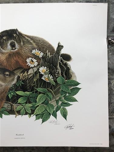 Art & Collectibles > Prints > Lithographs - Richard Timm, Woodchuck, Signed Print, 28x22 Wade Collection, Plate 28 by The...