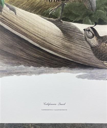 Richard Sloan, California Quail, Signed Print, 28x22, Wade Collection, Plate 27