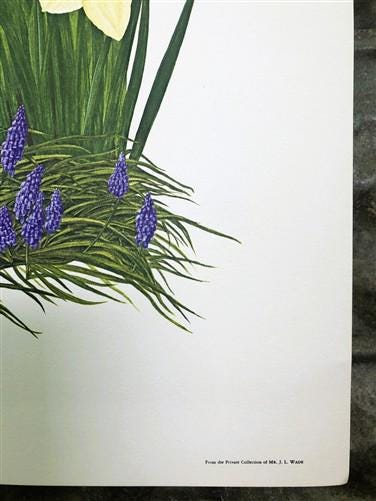 Art & Collectibles > Prints > Lithographs - Maryrose Wampler, Spring Bulbs, Signed Print, 28x22 Wall Art, Plate 26 by The...