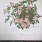 Art & Collectibles > Prints > Lithographs - Maryrose Wampler, Wild Rose, Signed Print, 28x22 Wall Art, Plate 22 by The Old...