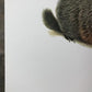 Art & Collectibles > Prints > Lithographs - Richard Timm, Woodchuck, Signed Print, 28x22 Wade Collection, Plate 28 by The...