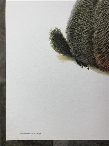 Art & Collectibles > Prints > Lithographs - Richard Timm, Woodchuck, Signed Print, 28x22 Wade Collection, Plate 28 by The...