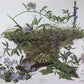 Art & Collectibles > Prints > Lithographs - Maryrose Wampler, Passion Vine, Signed Print, 28x22 Wall Art, Plate 18 by The...