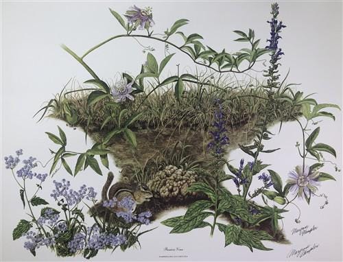 Art & Collectibles > Prints > Lithographs - Maryrose Wampler, Passion Vine, Signed Print, 28x22 Wall Art, Plate 18 by The...