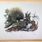Art & Collectibles > Prints > Lithographs - Richard Timm, Porcupine, Signed Print, 28x22 Wade Collection, Plate 35 by The...