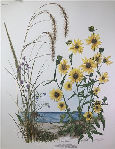 Art & Collectibles > Prints > Lithographs - Maryrose Wampler, Dune Flowers, Signed Print, 28x22 Wall Art, Plate 20 by The...
