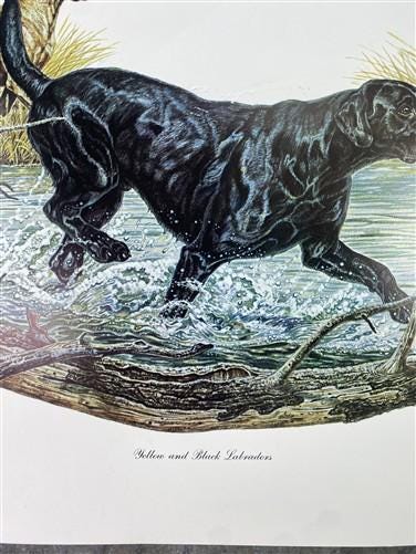 Art & Collectibles > Prints > Lithographs - Ernest Hart, Yellow Black Labradors, Signed Dog Print, 16x20, Wade Collection,...