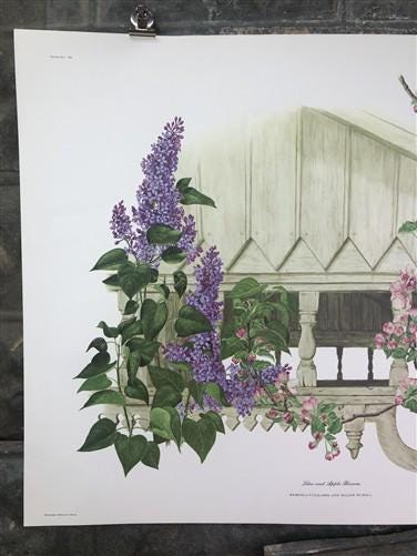 Art & Collectibles > Prints > Lithographs - Maryrose Wampler, Lilac Apple Blossom, Signed Print, 28x22, Wall Art, Plate 6...