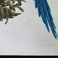 Art & Collectibles > Prints - Axel Amuchastegui, Blue and Yellow Macaw, 20.75x14 South American Bird Print G by The Old Gr...