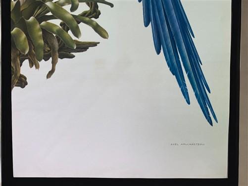 Art & Collectibles > Prints - Axel Amuchastegui, Blue and Yellow Macaw, 20.75x14 South American Bird Print G by The Old Gr...