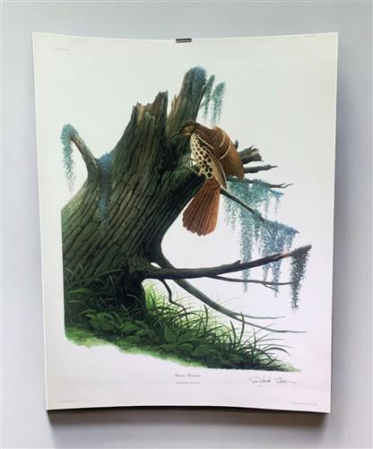 Art & Collectibles > Prints > Lithographs - Richard Sloan, Brown Thrasher, Signed Print, 28x22, Wade Collection, Plate 22...