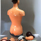 Craft Supplies & Tools > Tools & Equipment > Equipment & Machines - Sargent Welch Scientific Human Torso Cat No 95105, 3D...