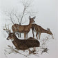 Art & Collectibles > Prints > Lithographs - Richard Timm, White Tailed Deer, Signed Print, 28x22 Wade Collection, Plate 7...