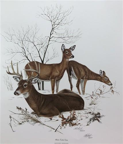 Art & Collectibles > Prints > Lithographs - Richard Timm, White Tailed Deer, Signed Print, 28x22 Wade Collection, Plate 7...