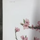 Maryrose Wampler, Peach Blossom, Signed Print, 28x22 Wall Art, Plate 16