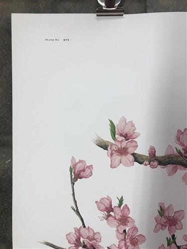 Maryrose Wampler, Peach Blossom, Signed Print, 28x22 Wall Art, Plate 16