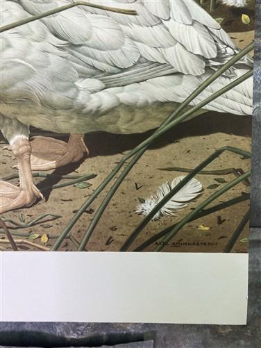 Art & Collectibles > Prints - Axel Amuchastegui, Black Necked Swan, 20.75x14 South American Bird Print A by The Old Grainery