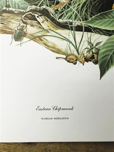 Richard Timm, Eastern Chipmunk, Signed Print, 28x22 Wade Collection, Plate 5