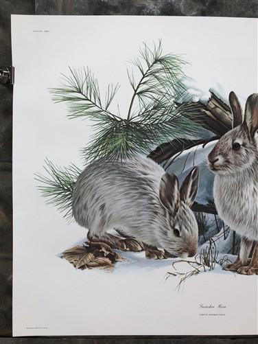 Art & Collectibles > Prints > Lithographs - Richard Timm, Snowshoe Hare, Signed Print, 28x22 Wade Collection, Plate 25 by...
