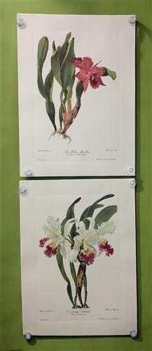 10 Andrey Avinoff Pinx Orchid Art Prints, 23x17 Floral Lithograph 10 Andrey Avinoff Pinx Orchid Art Prints, 23x17 Floral Lithograph