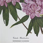 Maryrose Wampler, Rhododendron & Laurel, Signed Print, 28x22 Wall Art, Plate 29