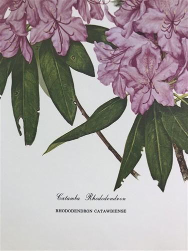 Maryrose Wampler, Rhododendron & Laurel, Signed Print, 28x22 Wall Art, Plate 29