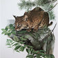 Art & Collectibles > Prints > Lithographs - Richard Timm, Bobcat, Signed Print, 28x22 Wade Collection, Plate 8 by The Old...