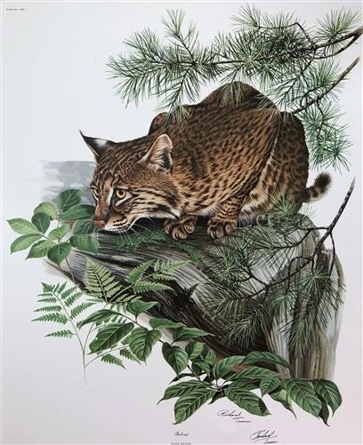 Art & Collectibles > Prints > Lithographs - Richard Timm, Bobcat, Signed Print, 28x22 Wade Collection, Plate 8 by The Old...