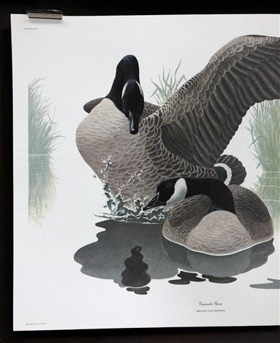 Art & Collectibles > Prints > Lithographs - Richard Sloan, Canada Goose, Signed Print, 11x14, Essay, Sketches, Plate 16 by...