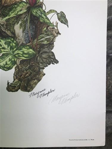 Maryrose Wampler, Trillium, Signed Print, 28x22 Wall Art, Plate 21