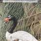 Art & Collectibles > Prints - Axel Amuchastegui, Black Necked Swan, 20.75x14 South American Bird Print A by The Old Grainery