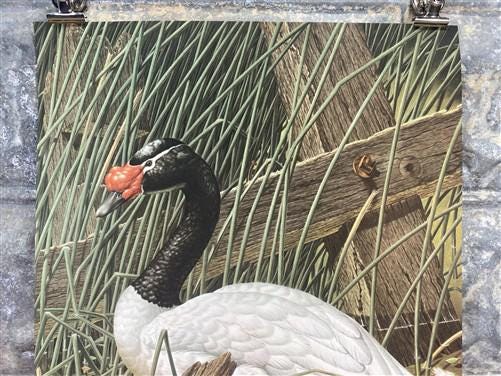 Art & Collectibles > Prints - Axel Amuchastegui, Black Necked Swan, 20.75x14 South American Bird Print A by The Old Grainery