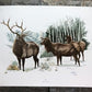Art & Collectibles > Prints > Lithographs - Richard Timm, Elk, Signed Print, 28x22 Wade Collection, Plate 3 by The Old Gra...