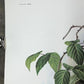 Art & Collectibles > Prints > Lithographs - Richard Timm, Armadillo, Signed Print, 28x22 Wade Collection, Plate 23 by The...