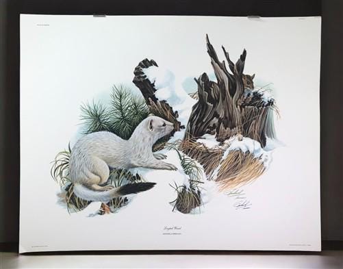 Art & Collectibles > Prints > Lithographs - Richard Timm, Longtail Weasel, Signed Print, 28x22 Wade Collection, Plate 37 b...