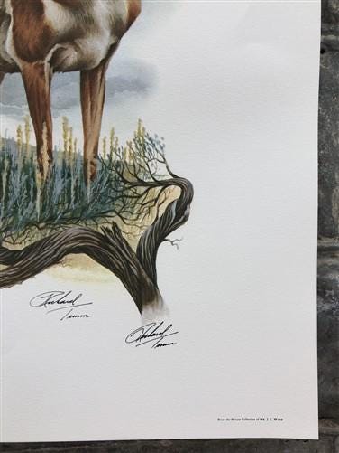 Art & Collectibles > Prints > Lithographs - Richard Timm, Pronghorn, Signed Print, 28x22 Wade Collection, Plate 13 by The...